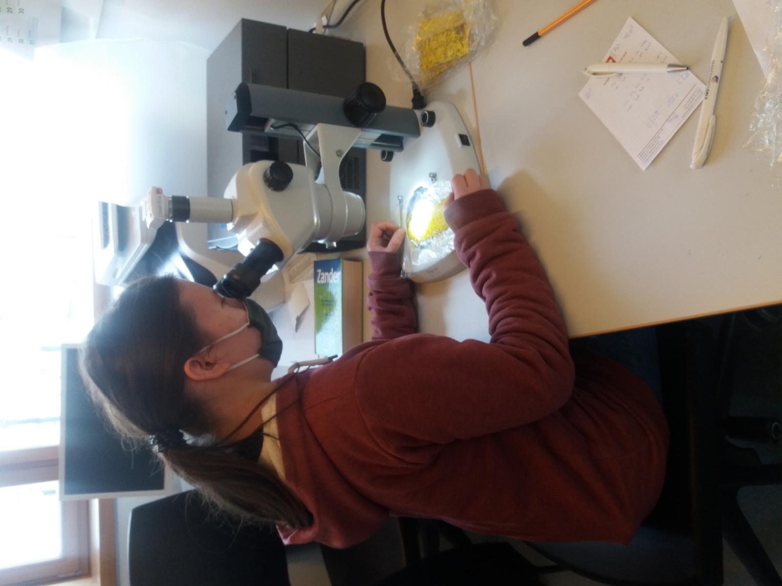 Julia sitzt am Mikroskop